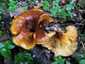 Világító tölcsérgomba (Omphalotus olearius), Őrség. Lombos fák tuskóin, vagy azok talajban lévő korhadékán nő